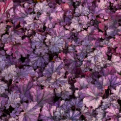 Heuchera Forever Purple - Farbe das ganze Jahr
