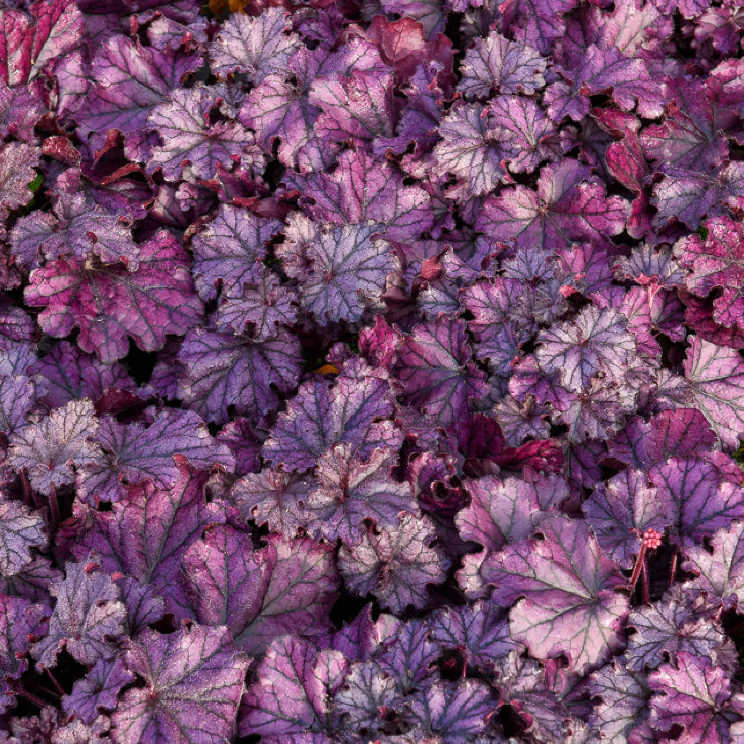 Heuchera Forever Purple - Farbe das ganze Jahr
