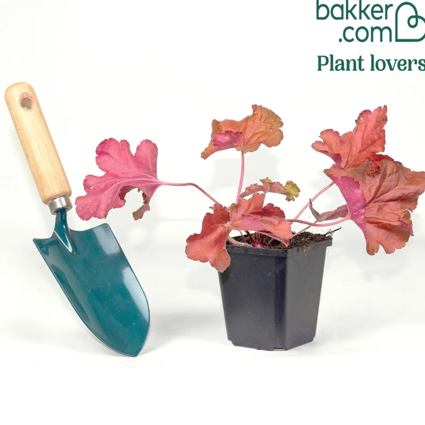 Heuchera Forever Red - Rotes Laub das ganze Jahr