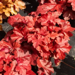 Heuchera Forever Red - Rotes Laub das ganze Jahr