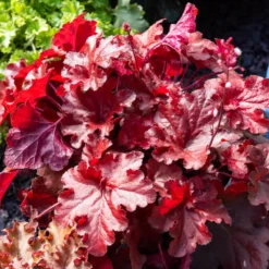 Heuchera Forever Red - Rotes Laub das ganze Jahr