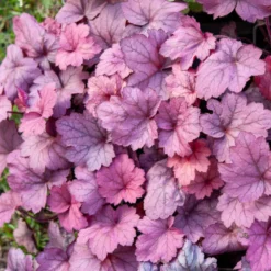 Heuchera Georgia Plum - Farbe für schattige Ecken