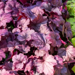 Heuchera Georgia Plum - Farbe für schattige Ecken