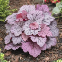 Heuchera Georgia Plum - Farbe für schattige Ecken