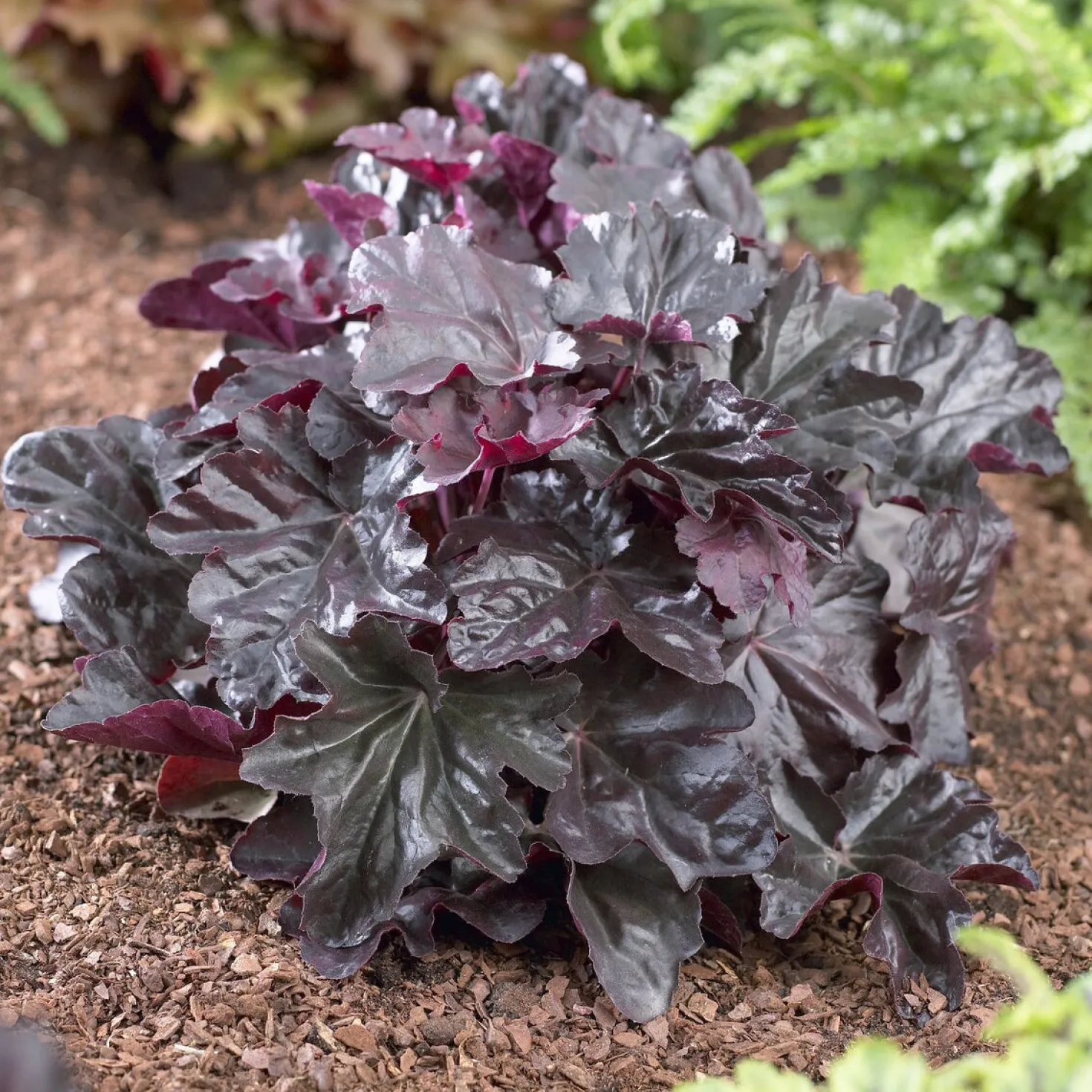 Heuchera Obsidian - Schwarzes Laub das auffällt