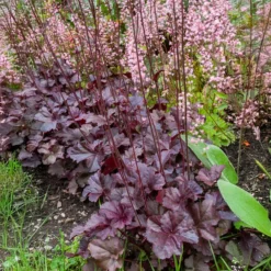 Heuchera Obsidian - Schwarzes Laub das auffällt
