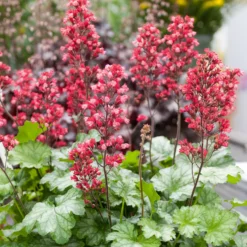 Heuchera Paris - Farbe das ganze Jahr