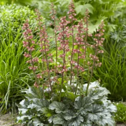 Heuchera Paris - Farbe das ganze Jahr
