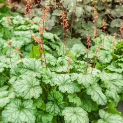 Heuchera Paris - Farbe das ganze Jahr