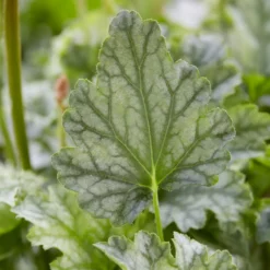 Heuchera Paris - Farbe das ganze Jahr