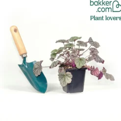 Heuchera Silver Scrolls - Silberlaub das leuchtet
