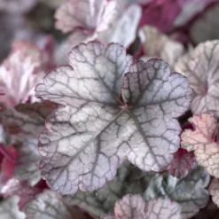 Heuchera Silver Scrolls - Silberlaub das leuchtet