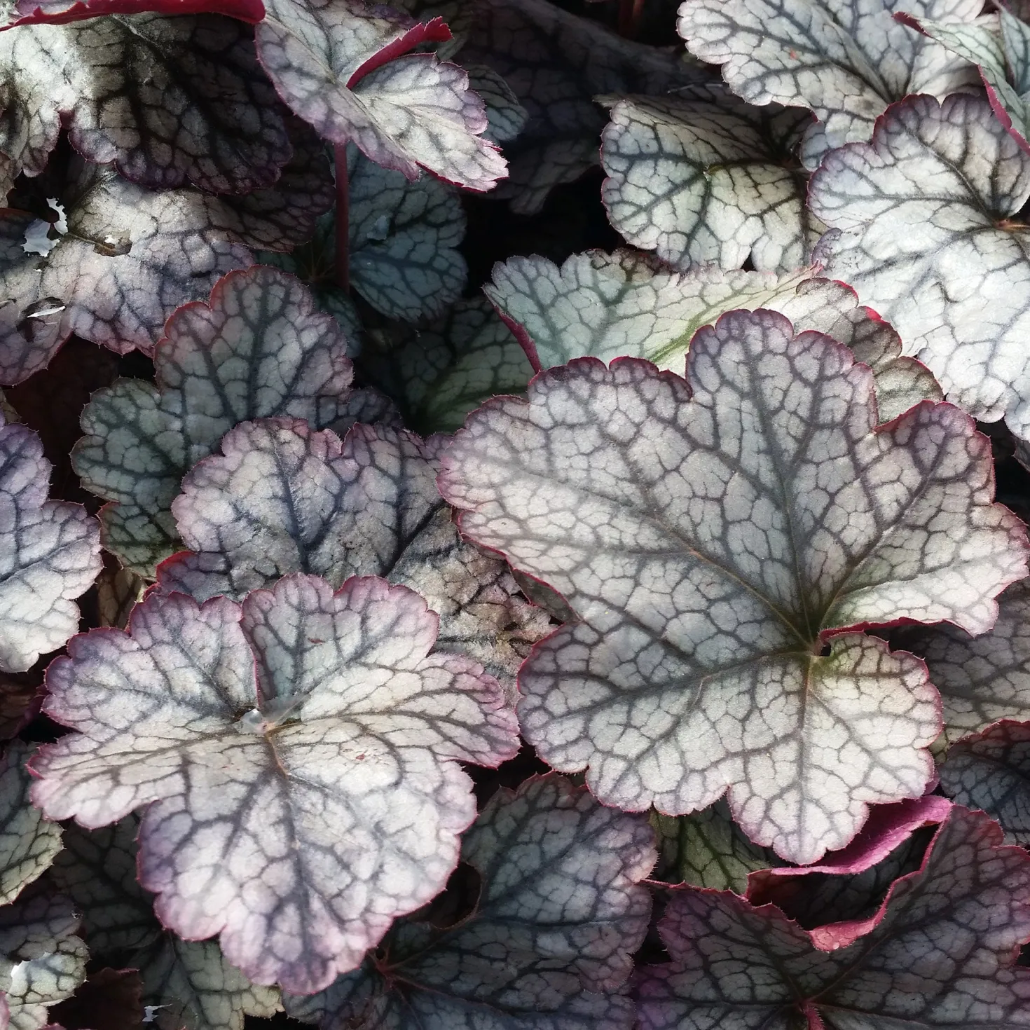 Heuchera Silver Scrolls - Silberlaub das leuchtet