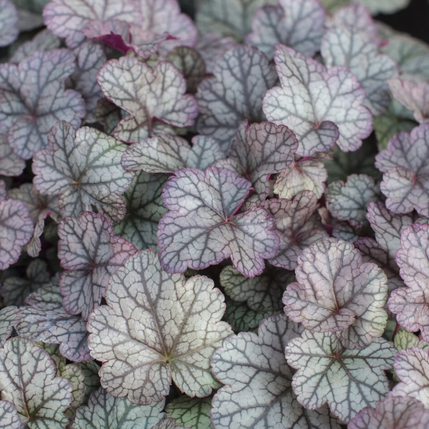 Heuchera Silver Scrolls - Silberlaub das leuchtet