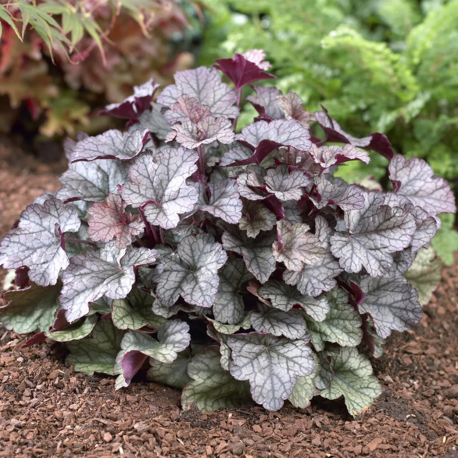 Heuchera Silver Scrolls - Silberlaub das leuchtet