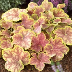 Heuchera Tiramisu - Buntes Laub das ganze Jahr