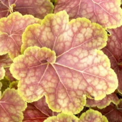 Heuchera Tiramisu - Buntes Laub das ganze Jahr