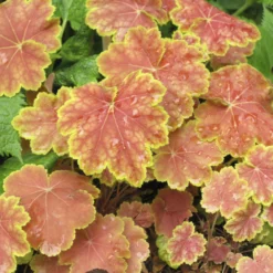 Heuchera Tiramisu - Buntes Laub das ganze Jahr