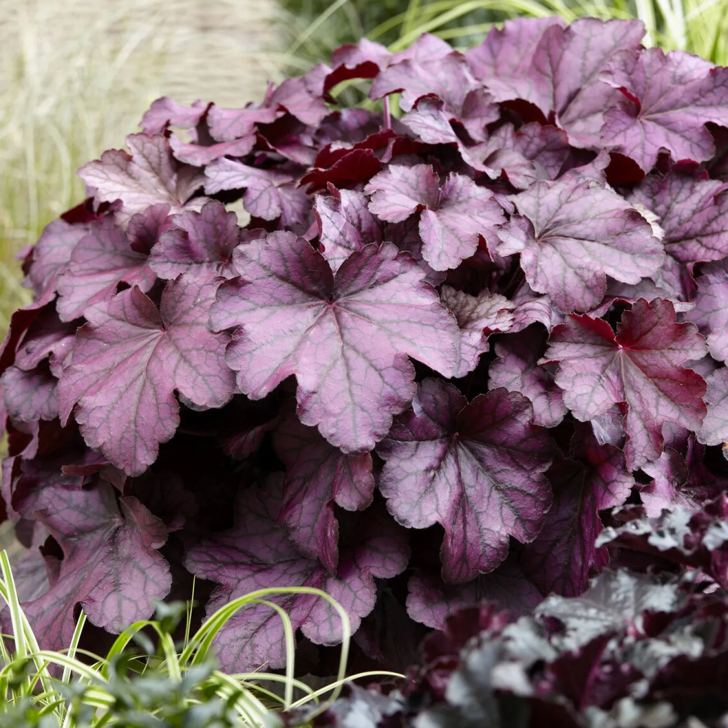 Heuchera Wild Rose - Farbe für schattige Ecken