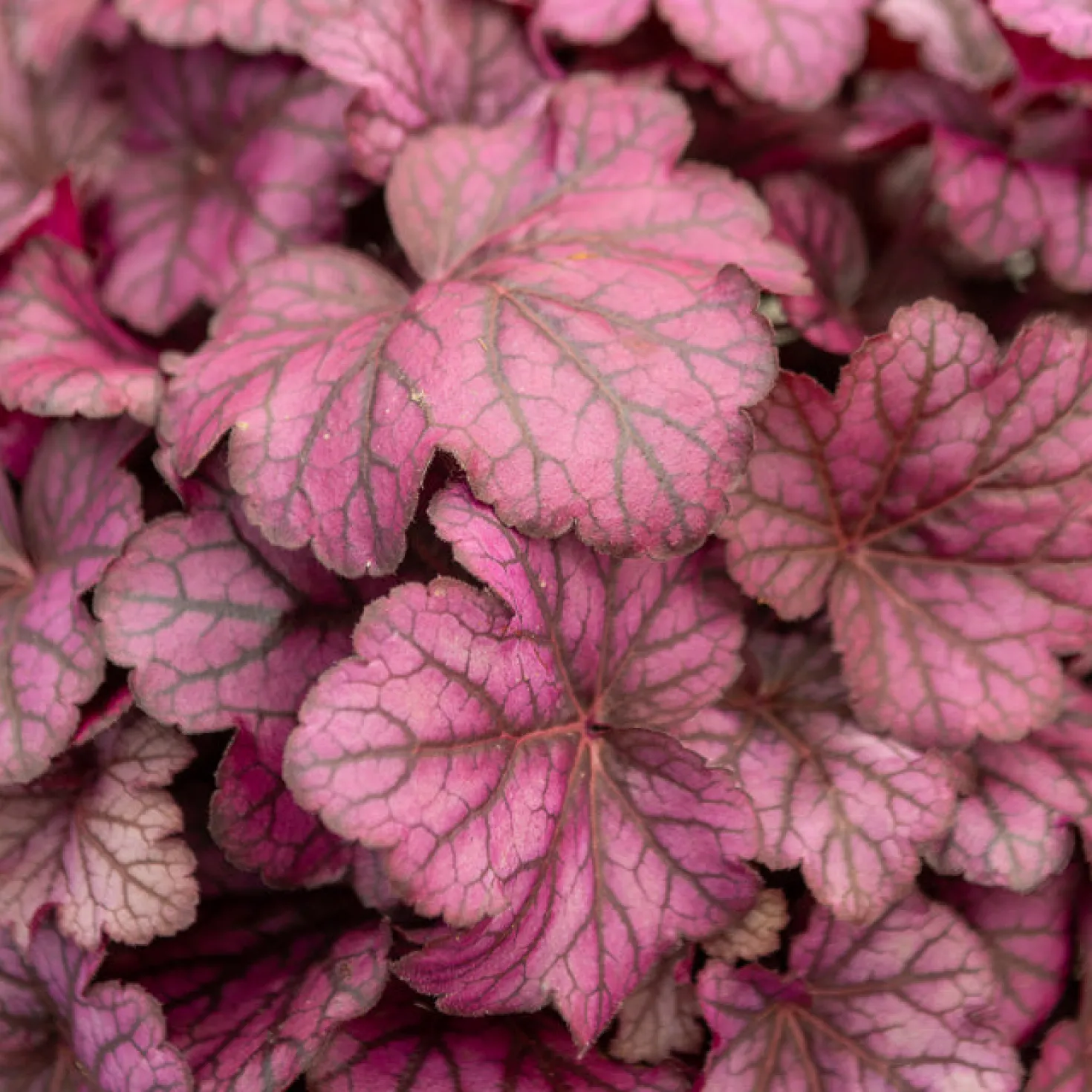 Heuchera Wild Rose - Farbe für schattige Ecken