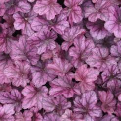 Heuchera Wild Rose - Farbe für schattige Ecken