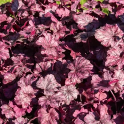 Heuchera Wild Rose - Farbe für schattige Ecken