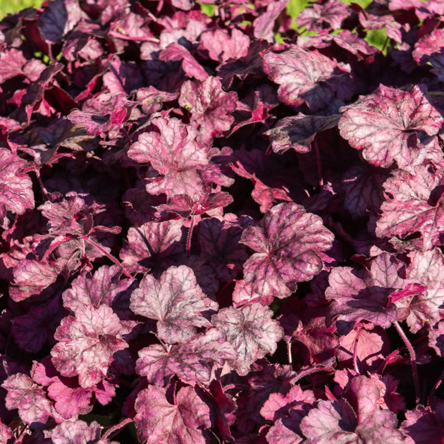 Heuchera Wild Rose - Farbe für schattige Ecken