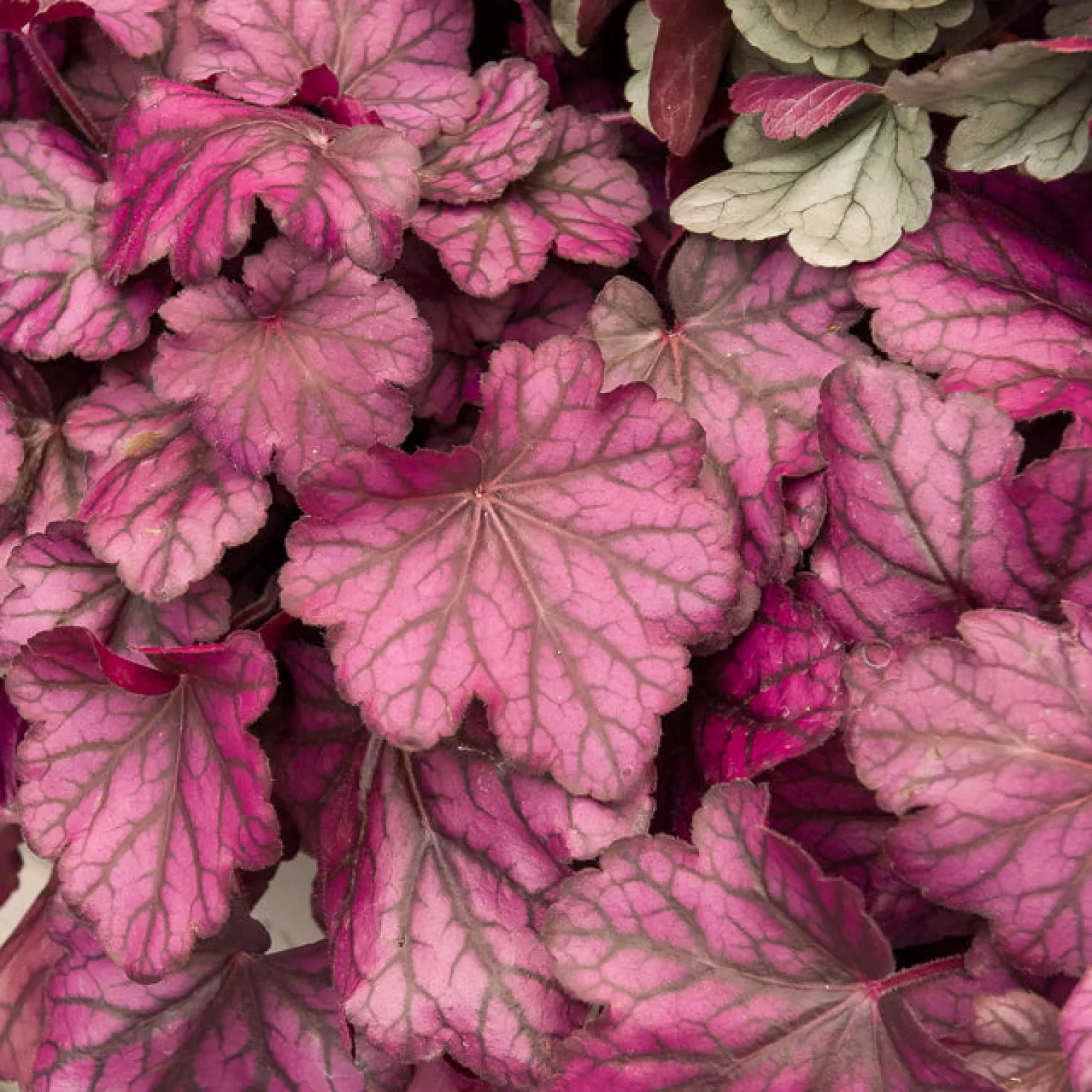 Heuchera Wild Rose - Farbe für schattige Ecken