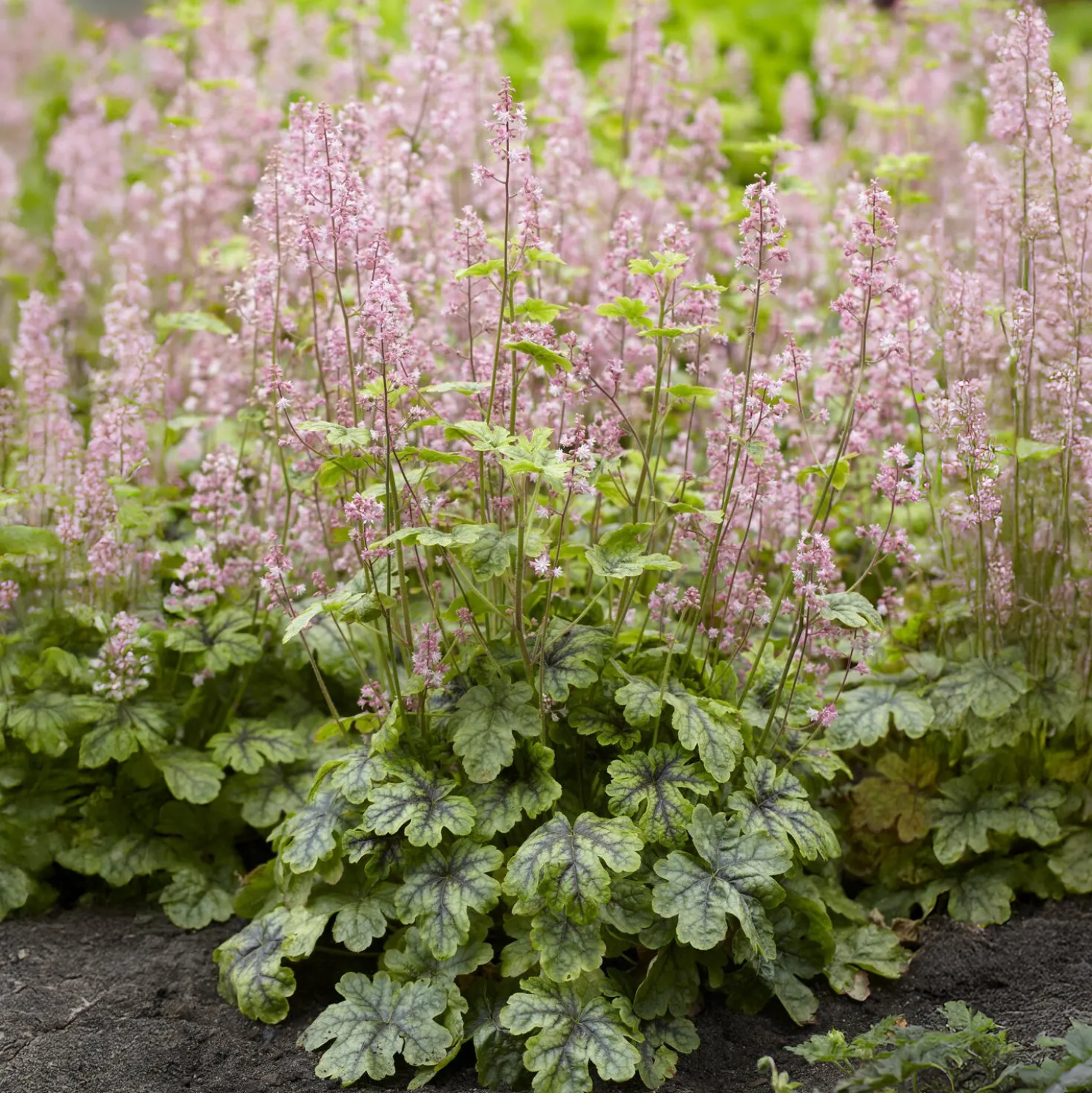 Heucherella Tapestry - Farbe für den Schatten