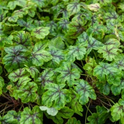 Heucherella Tapestry - Farbe für den Schatten