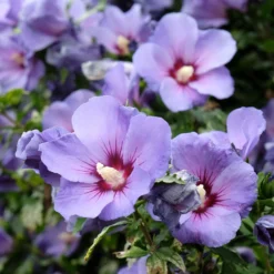 Hibiscus syriacus Blauer Vogel - Blaue Blüten den Sommer lang