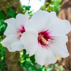 Hibiscus syriacus Red Heart - Weiße Blüten mit rotem Herz