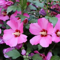 Hibiskus Flower Tower Ruby® - Blütensäule für kleine Gärten