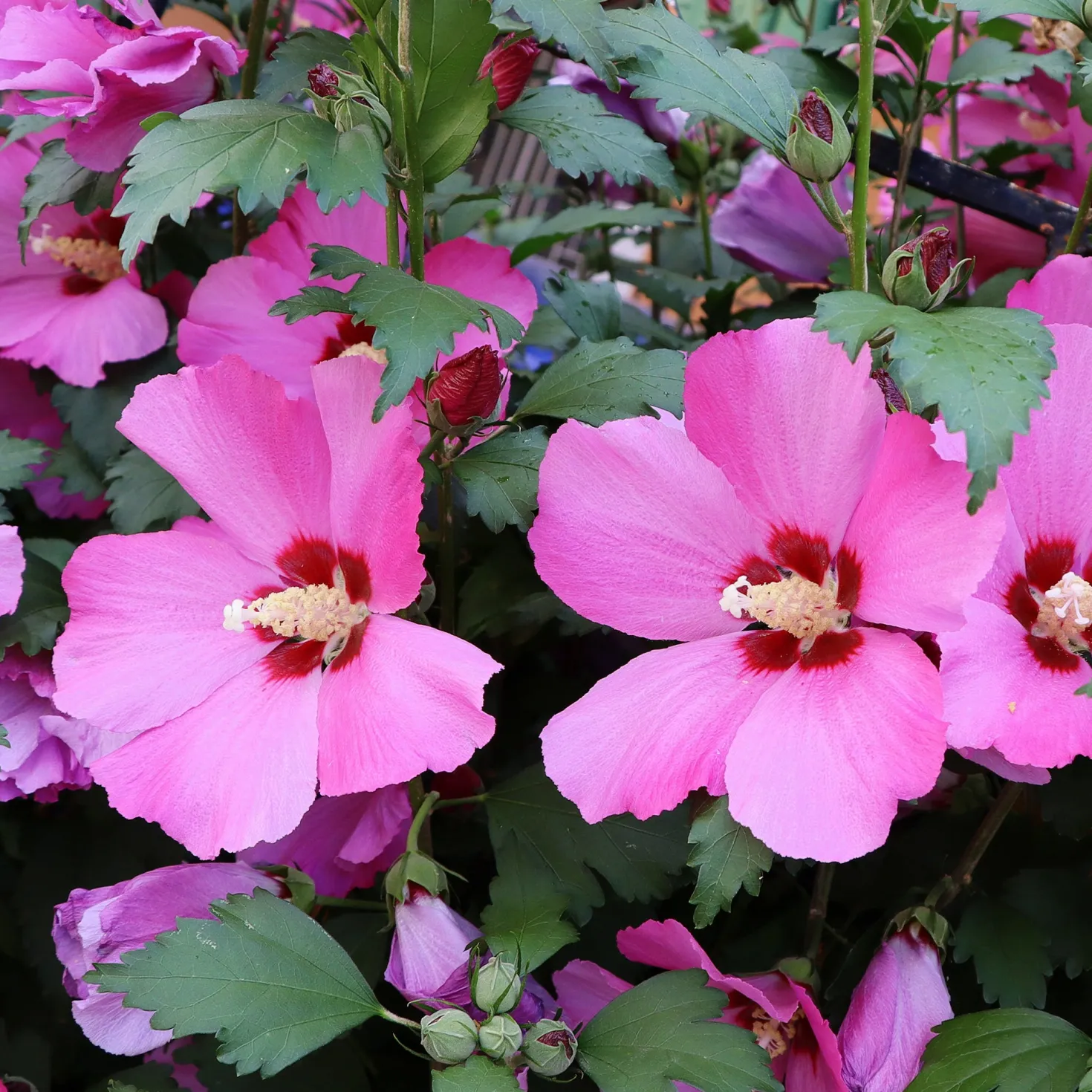 Hibiskus Flower Tower Ruby® - Blütensäule für kleine Gärten