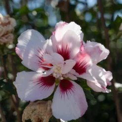 Hibiskus Starbust Chiffon® - Gefüllte Blüten den ganzen Sommer