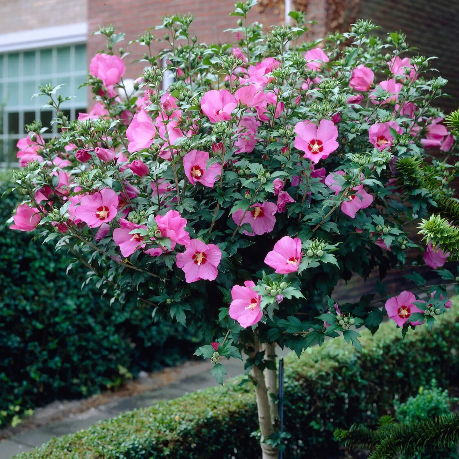 Hibiskus-Stämmchen - Blütenbaum für die Terrasse
