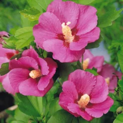 Hibiskus-Stämmchen - Blütenbaum für die Terrasse