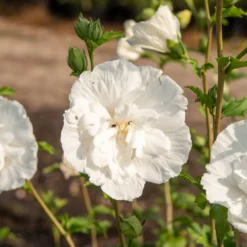 Hibiskus White Chiffon - Weiße Blüten wie Watte