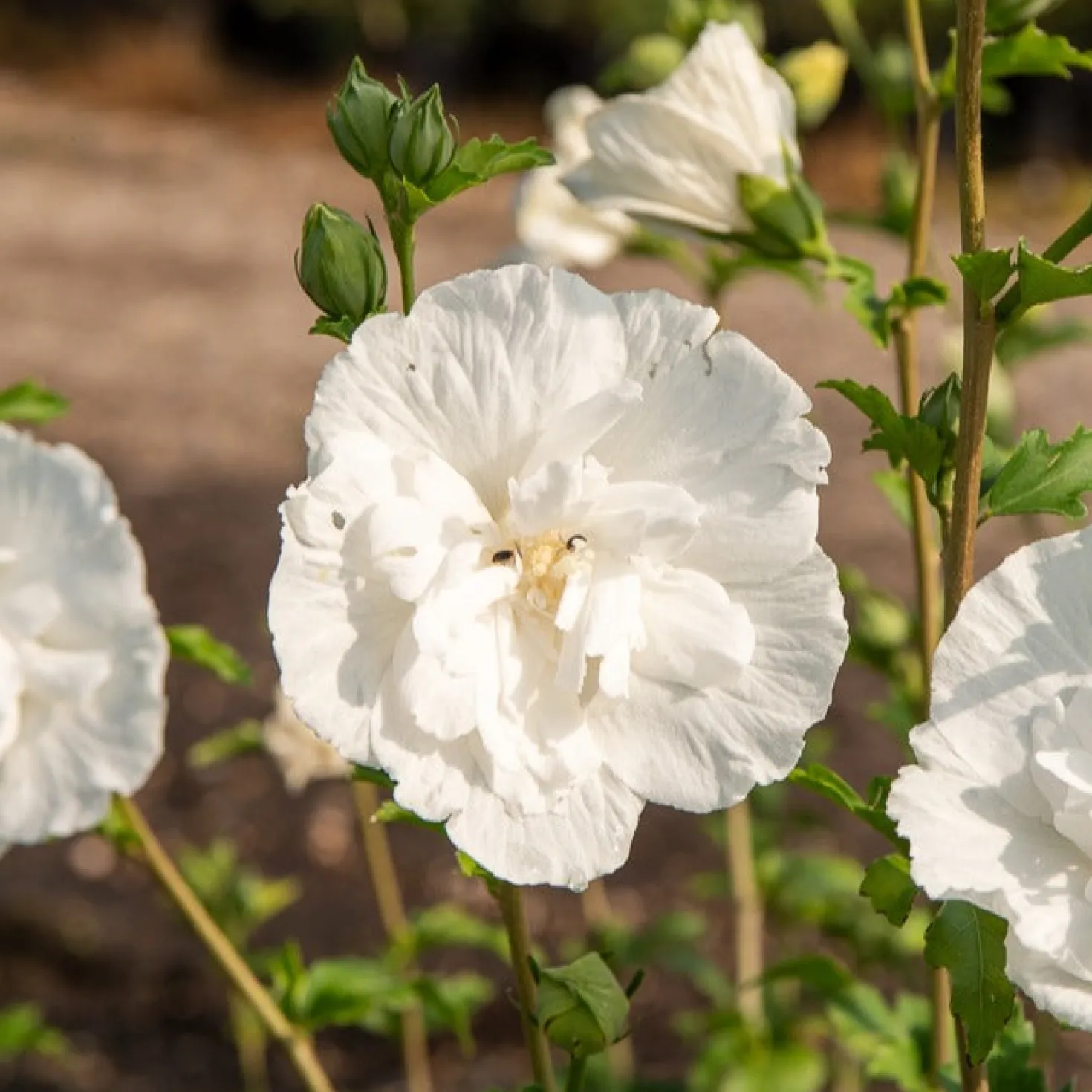 Hibiskus White Chiffon - Weiße Blüten wie Watte