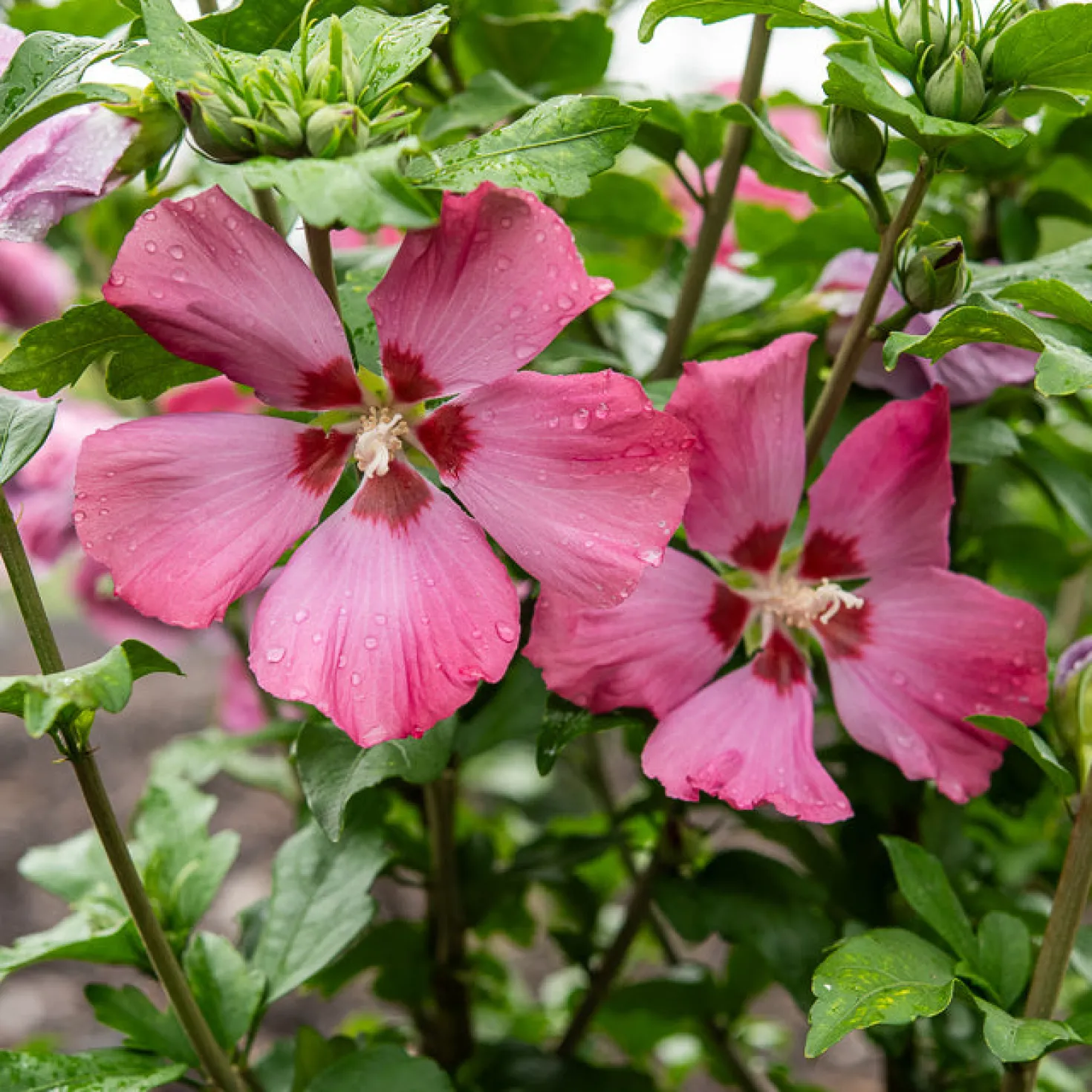 Hibiskus Woodbridge - Rosa Blüten den ganzen Sommer