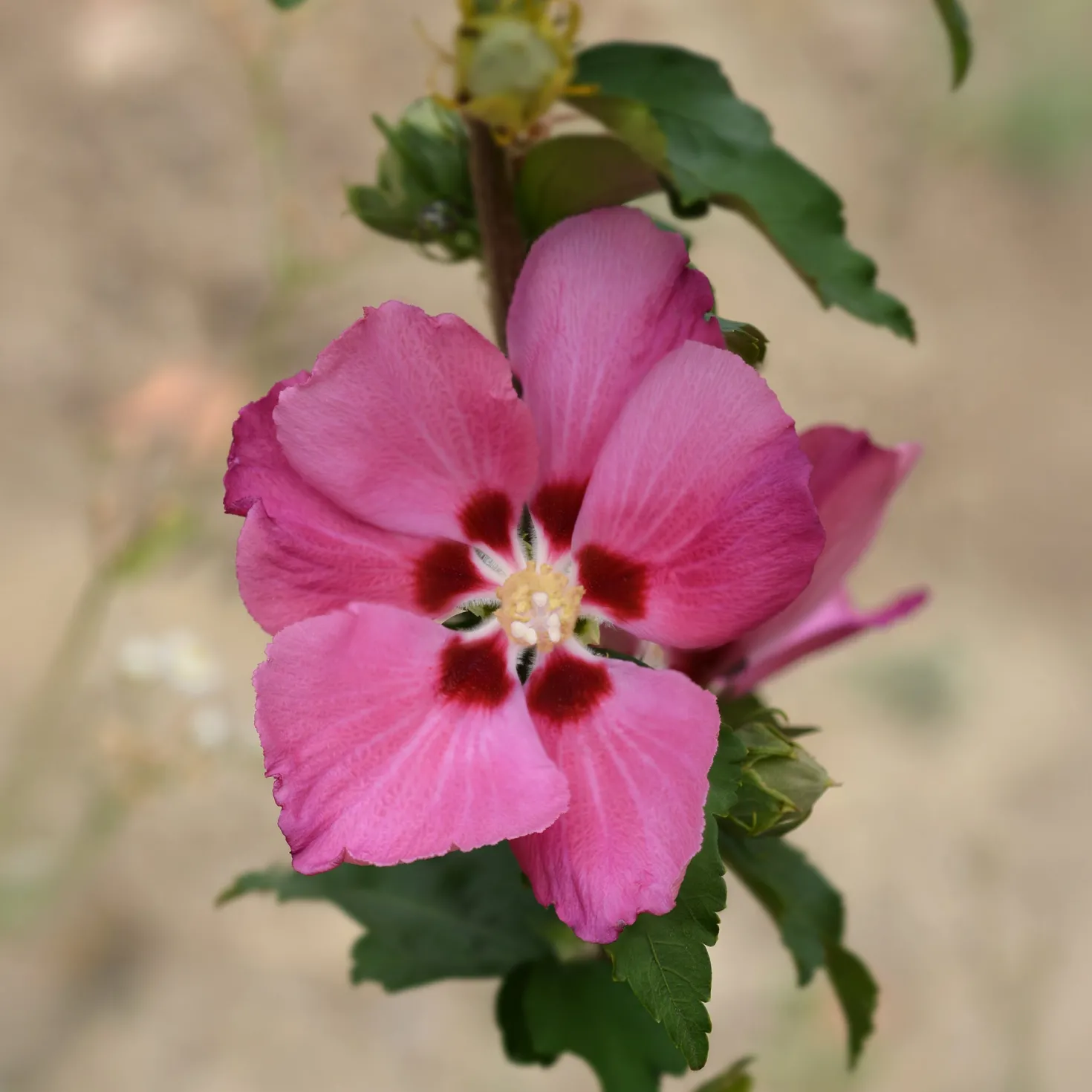Hibiskus Woodbridge - Rosa Blüten den ganzen Sommer