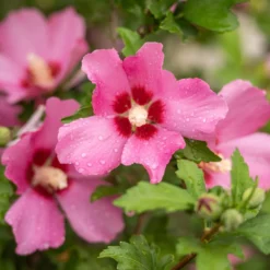 Hibiskus Woodbridge - Rosa Blüten den ganzen Sommer