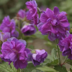 Himalaya-Geranie mit gefüllten Blüten - Volle Blüten ohne Aufwand