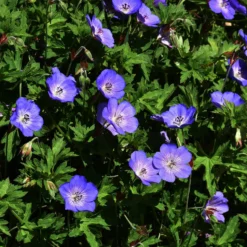 Himalaya-Storchschnabel - Blauer Blütenteppich