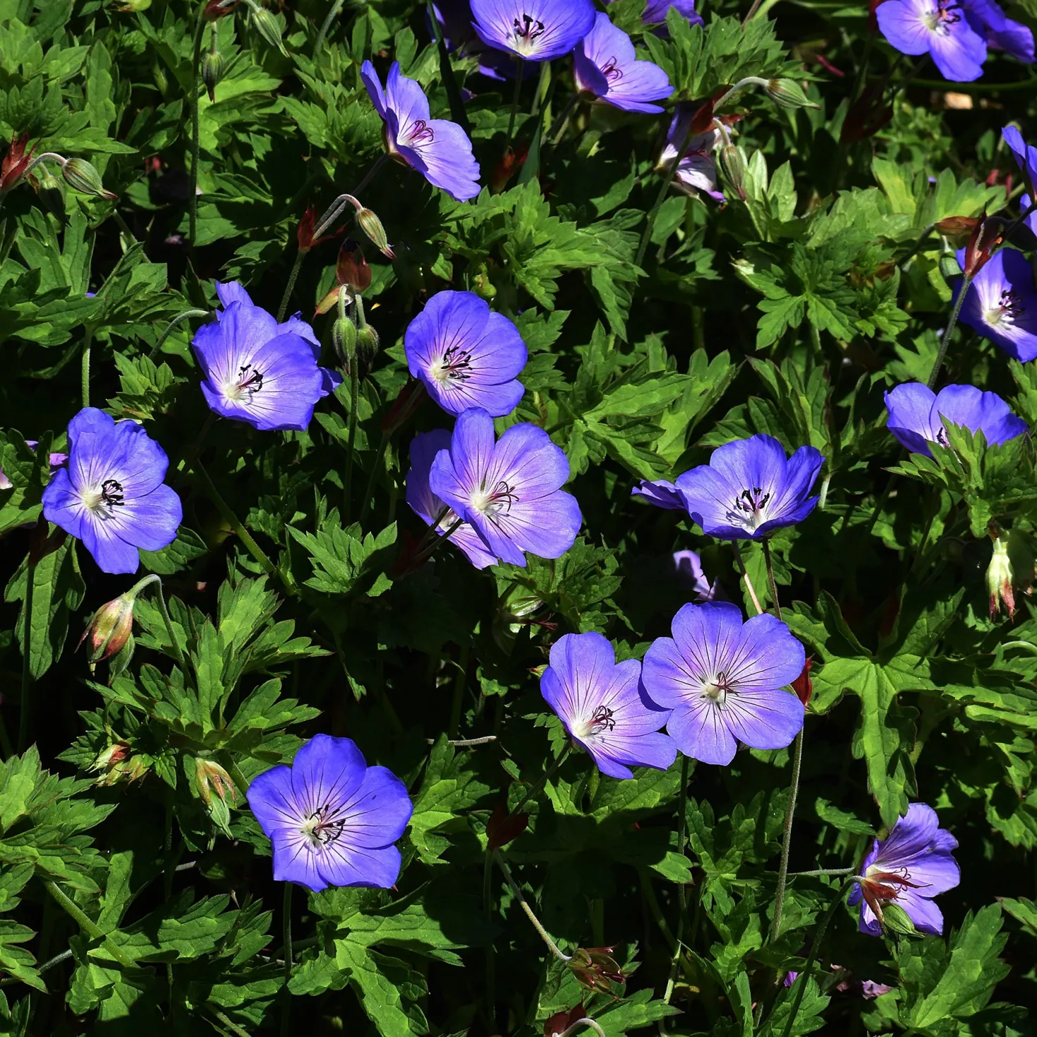 Himalaya-Storchschnabel - Blauer Blütenteppich