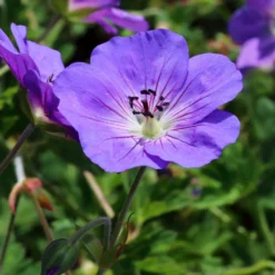 Himalaya-Storchschnabel - Blauer Blütenteppich