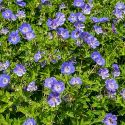 Himalaya-Storchschnabel - Blauer Blütenteppich