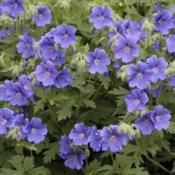 Himalaya-Storchschnabel - Blauer Blütenteppich