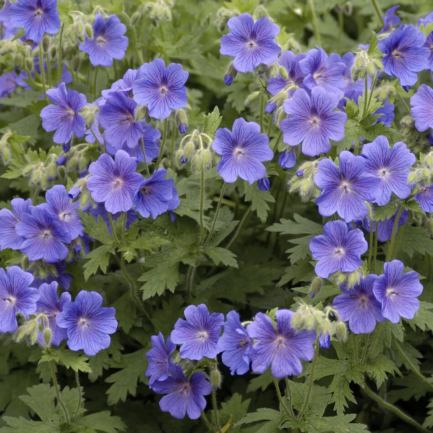 Himalaya-Storchschnabel - Blauer Blütenteppich