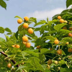 Himbeeren Fallgold - Goldgelb und süß im Garten